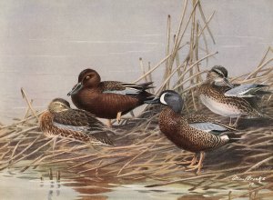 Cinnamon Teal, Blue-Winged Teal by Allan Brooks Oil Painting