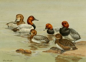 Common Pochard by Allan Brooks Oil Painting