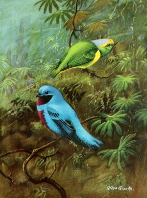 Costa Rican tanager and lovely cotinga by Allan Brooks Oil Painting