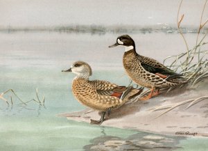 Crested Duck, Bronze-Winged Duck by Allan Brooks Oil Painting
