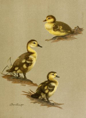 Downy Young Of Red-Head, Canvas-Back, Ring-Necked Duck by Allan Brooks Oil Painting