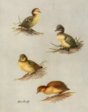 Downy Young Of White-Eyed Duck, Tufted Duck, Scaup Duck, Lesser Scaup Duck Oil painting by Allan Brooks