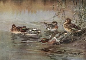 European Teal, American Green-Winged Teal by Allan Brooks Oil Painting