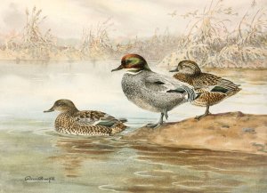 Falcated Teal by Allan Brooks Oil Painting