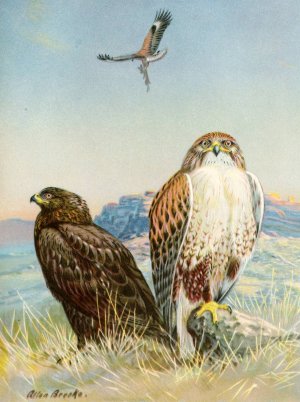 Ferruginous rough-legged hawk by Allan Brooks Oil Painting