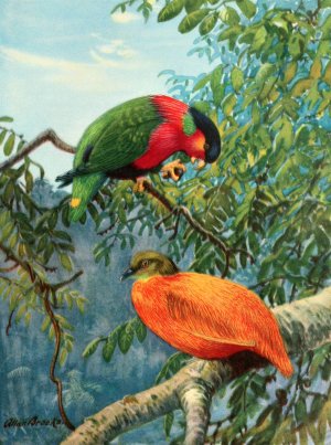 Fijian lory and orange dove by Allan Brooks Oil Painting