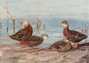 Florida Dusky Duck, Mexican Duck by Allan Brooks Oil Painting