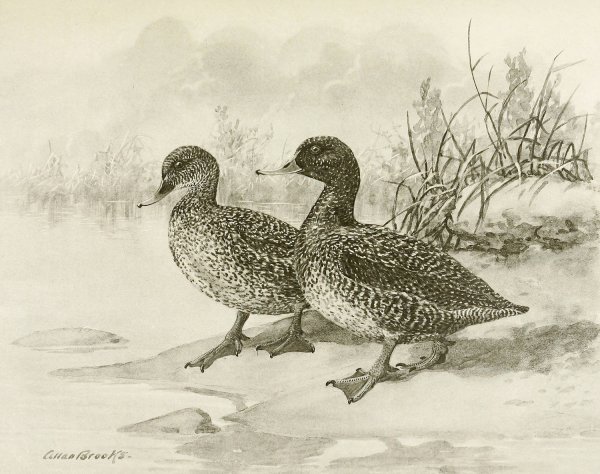 Freckled Duck  by Allan Brooks - Hand-Painted Oil Painting Reproduction