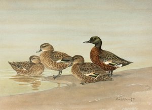 Gray Teal, Chestnut-Breasted Teal by Allan Brooks Oil Painting