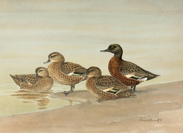 Gray Teal, Chestnut-Breasted Teal  by Allan Brooks - Hand-Painted Oil Painting Reproduction