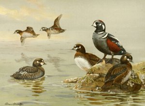 Harlequin Duck by Allan Brooks Oil Painting