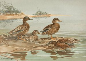 Hawaiian Duck, Oustalet's Gray Duck by Allan Brooks Oil Painting