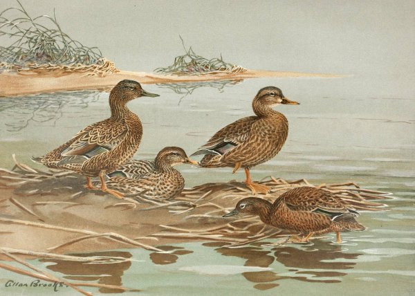 Hawaiian Duck, Oustalet's Gray Duck  by Allan Brooks - Hand-Painted Oil Painting Reproduction