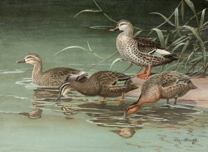Indian Spot-Bill, Eastern Spot-Billed Duck by Allan Brooks Oil Painting