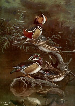 Mandarin Duck,Carolina Duck by Allan Brooks Oil Painting