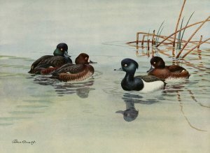 New Zealand Scaup, Tufted Duck by Allan Brooks Oil Painting