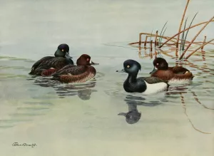 New Zealand Scaup, Tufted Duck by Allan Brooks Oil Painting