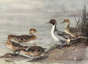 Pintail, Chilian Pintail, Eaton's Pintail by Allan Brooks Oil Painting