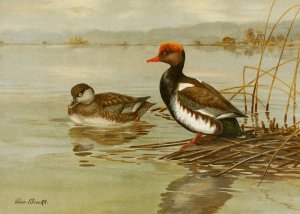 Red-Crested Pochard Oil painting by Allan Brooks