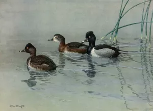 Ring-Necked Duck Oil painting by Allan Brooks