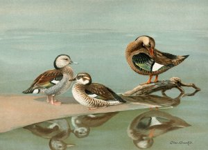 Ring-Necked Teal, Brazilian Teal by Allan Brooks Oil Painting