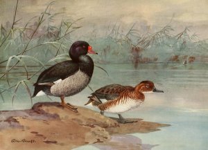 Rosy-Billed Duck by Allan Brooks Oil Painting