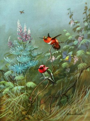 Rufous and Anna's Hummingbirds by Allan Brooks Oil Painting