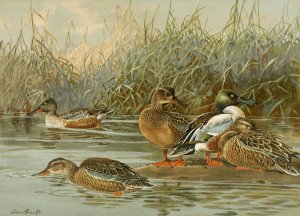 Shoveller Oil painting by Allan Brooks