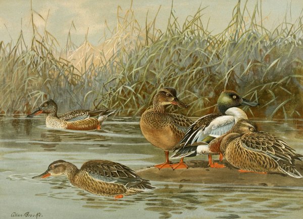 Main Product Photo of Shoveller  Painting by Allan Brooks