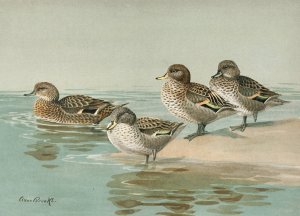 South Georgian Teal, Sharp-Winged Teal, Yellow-Billed Teal, Andean Teal by Allan Brooks Oil Painting