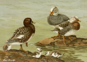 Steamer Duck by Allan Brooks Oil Painting