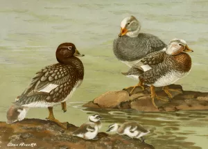 Steamer Duck by Allan Brooks Oil Painting