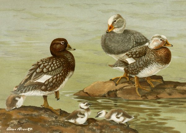 Steamer Duck  by Allan Brooks - Hand-Painted Oil Painting Reproduction