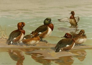 White-Eyed Duck,Baer's Pochard,Madagascan White-Eyed Duck by Allan Brooks Oil Painting