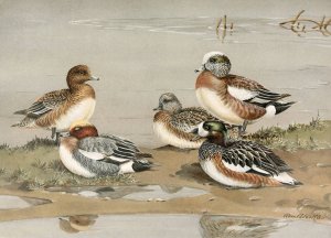 Widgeon, American Widgeon by Allan Brooks Oil Painting