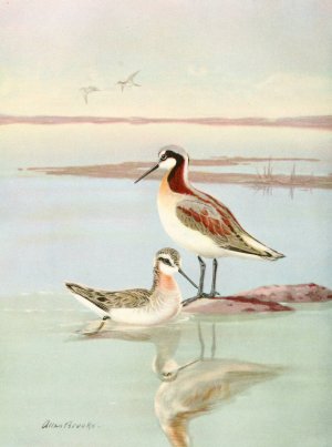 Wilson's Phalarope by Allan Brooks Oil Painting