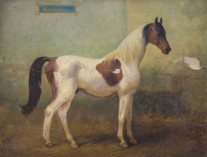 Junger gefleckter Hengst im Stall by Alois Bach Oil Painting