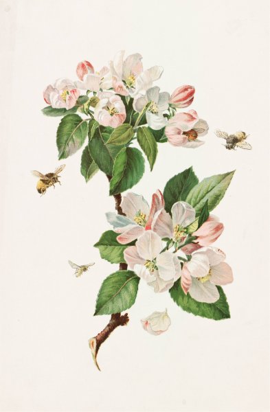 Apple Blossoms and Bees  by Alois Lunzer - Hand-Painted Oil Painting Reproduction