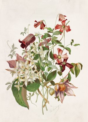 Clematis by Alois Lunzer Oil Painting