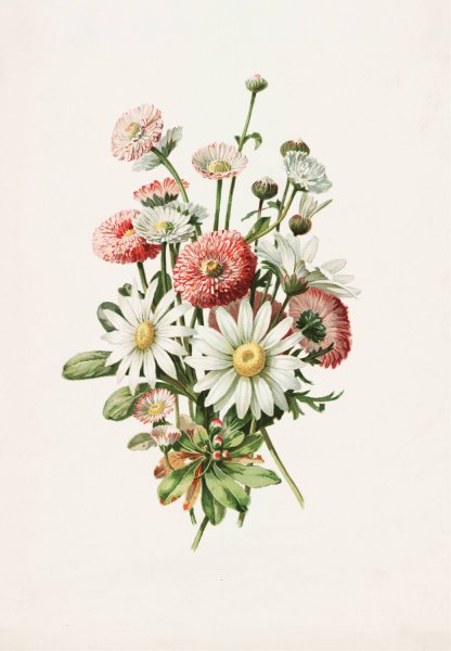 Daisies  by Alois Lunzer - Hand-Painted Oil Painting Reproduction