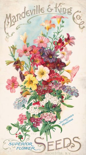 Mandeville and King Co., superior flower seeds, salpiglossis and verbenas by Alois Lunzer Oil Painting