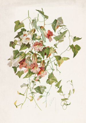 Maurandia by Alois Lunzer Oil Painting