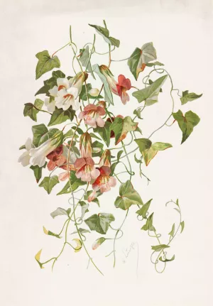 Maurandia by Alois Lunzer Oil Painting