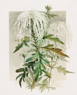 Medusa Chrysanthemum by Alois Lunzer Oil Painting