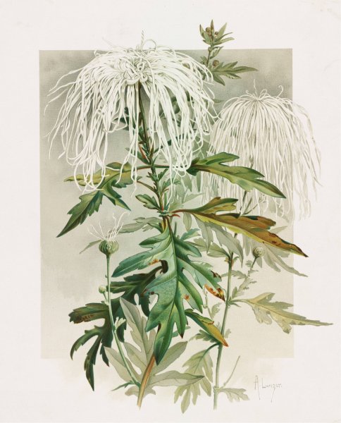 Medusa Chrysanthemum  by Alois Lunzer - Hand-Painted Oil Painting Reproduction