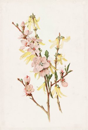 Peach Blossoms and Forsythia by Alois Lunzer Oil Painting