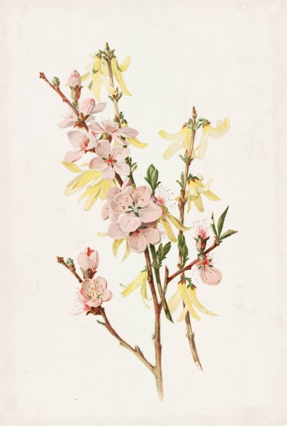 Peach Blossoms and Forsythia  by Alois Lunzer - Hand-Painted Oil Painting Reproduction