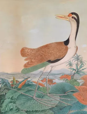 Der bunte Jacana by Aloys Zotl Der bunte Jacana Oil painting by Aloys Zotl