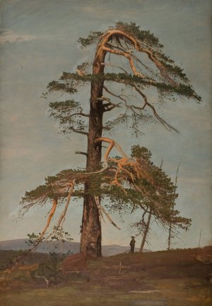 Furu. Vingerasheia, Telemark by Amaldus Nielsen Oil Painting