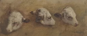 Study of Calfheads by Anders Askevold Oil Painting